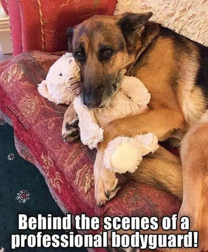 German Shepherd on the couch hugging its teddy bear photo with a text 