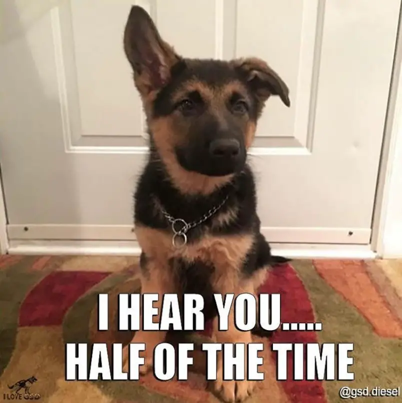 German Shepherd puppy sitting on the floor with its one ear down photo with a text 