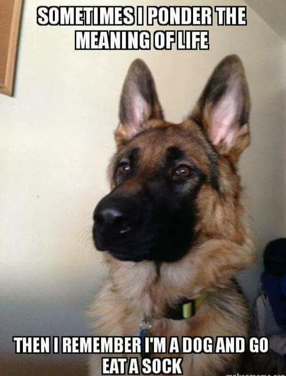 German Shepherd dog with its serious face photo with a text 