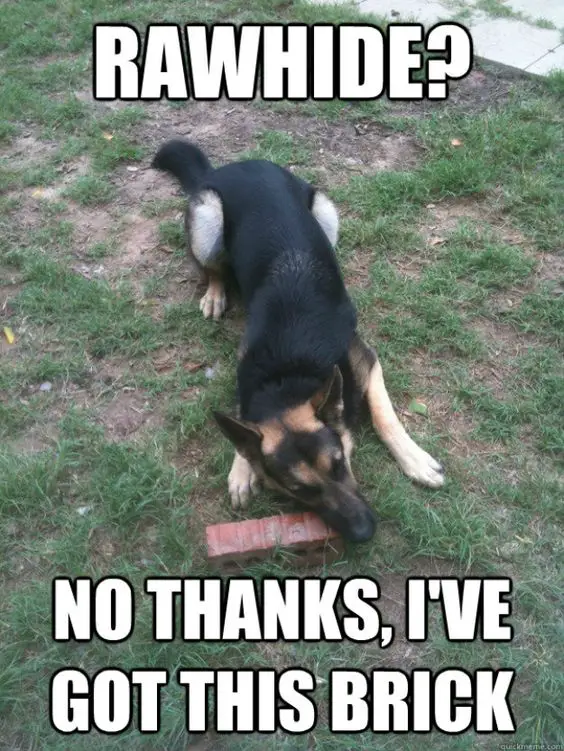 German Shepherd lying down on the green grass while biting a brick photo with a text 