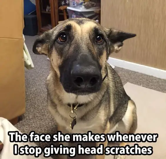 German Shepherd dog with its ears down and sad eyes photo with a text 