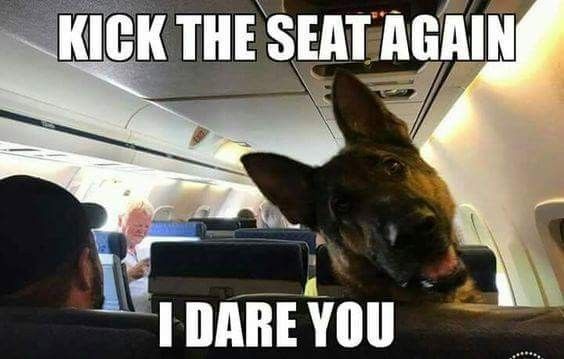 German Shepherd dog looking back from its seat inside an airplane photo with a text 