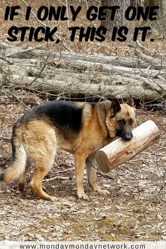 German Shepherd dog with a chopped wood in its mouth photo with a text 