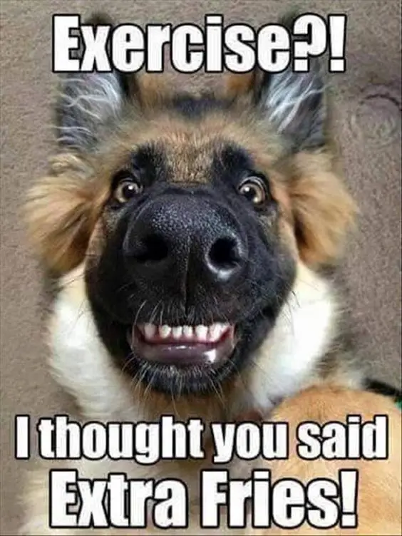 shocked face of German Shepherd with its lower teeth showing and big eyes photo with a text 
