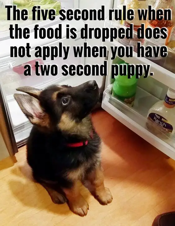 German Shepherd puppy sitting on the floor in front of an open refrigerator while looking up photo with a text 