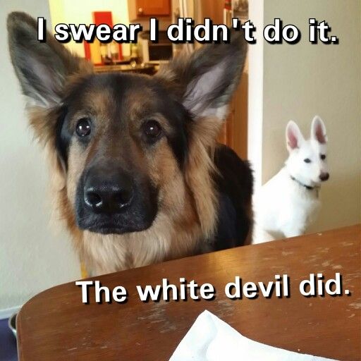 German Shepherd across the table with a white German Shepherd dog behind him photo with a text 