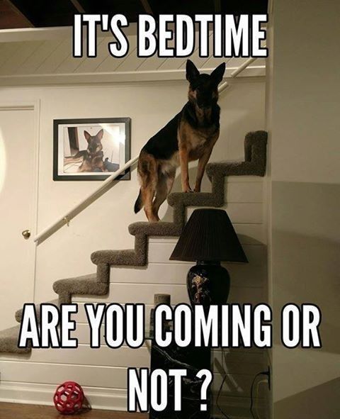 German Shepherd waiting in the stairs photo with a text 