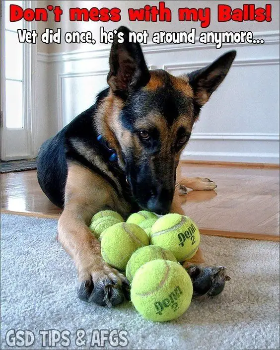 German Shepherd lying down on the floor with a bunch of tennis ball photo with a text 