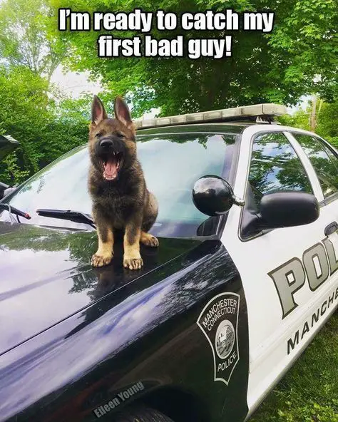 German Shepherd puppy sitting on top of a police car with its mouth wide open photo with a text 
