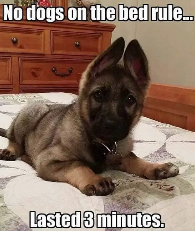 German Shepherd puppy lying down on top of the bed with a text 