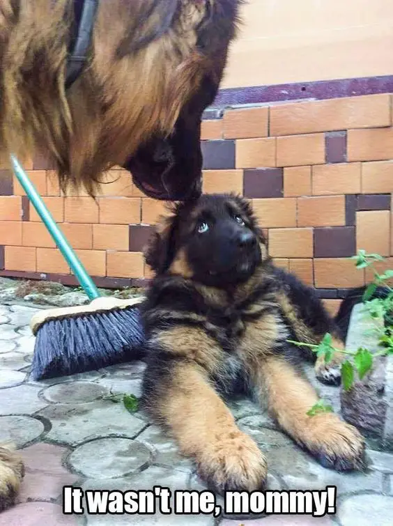 German Shepherd looking down and smelling the head of a scared German Shepherd puppy photo with a text 