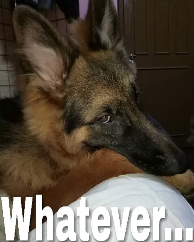 German Shepherd staring with its bored expression photo with a text 