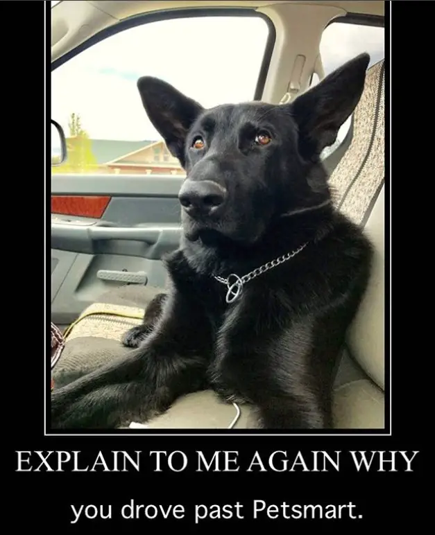 black German Shepherd in the car seat while looking up photo with a text 