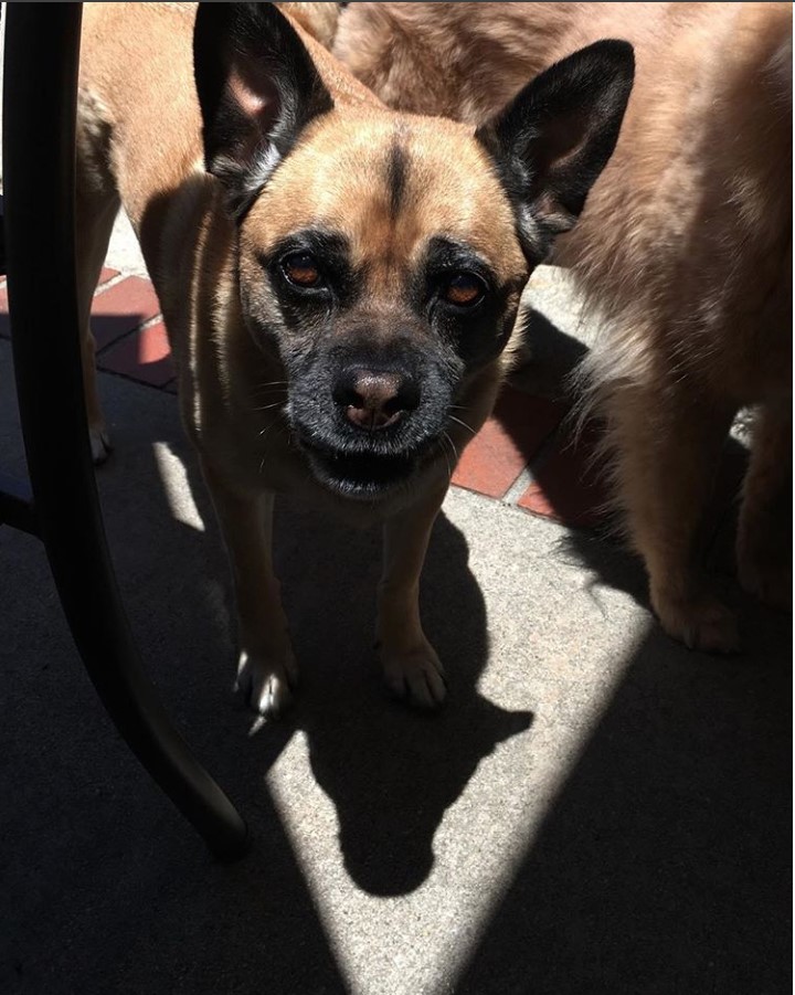 A Shug standing on the pavement under the sunlight