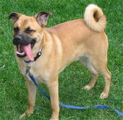 A Shug standing on the grass with its tongue out