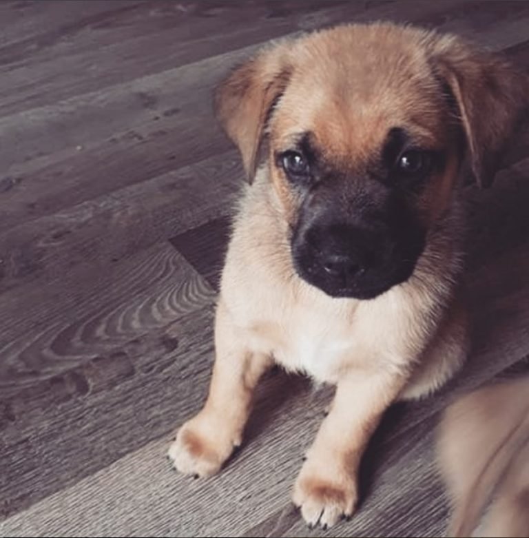 10 German Shepherds Mixed With Pug Page 2 of 4 The Paws