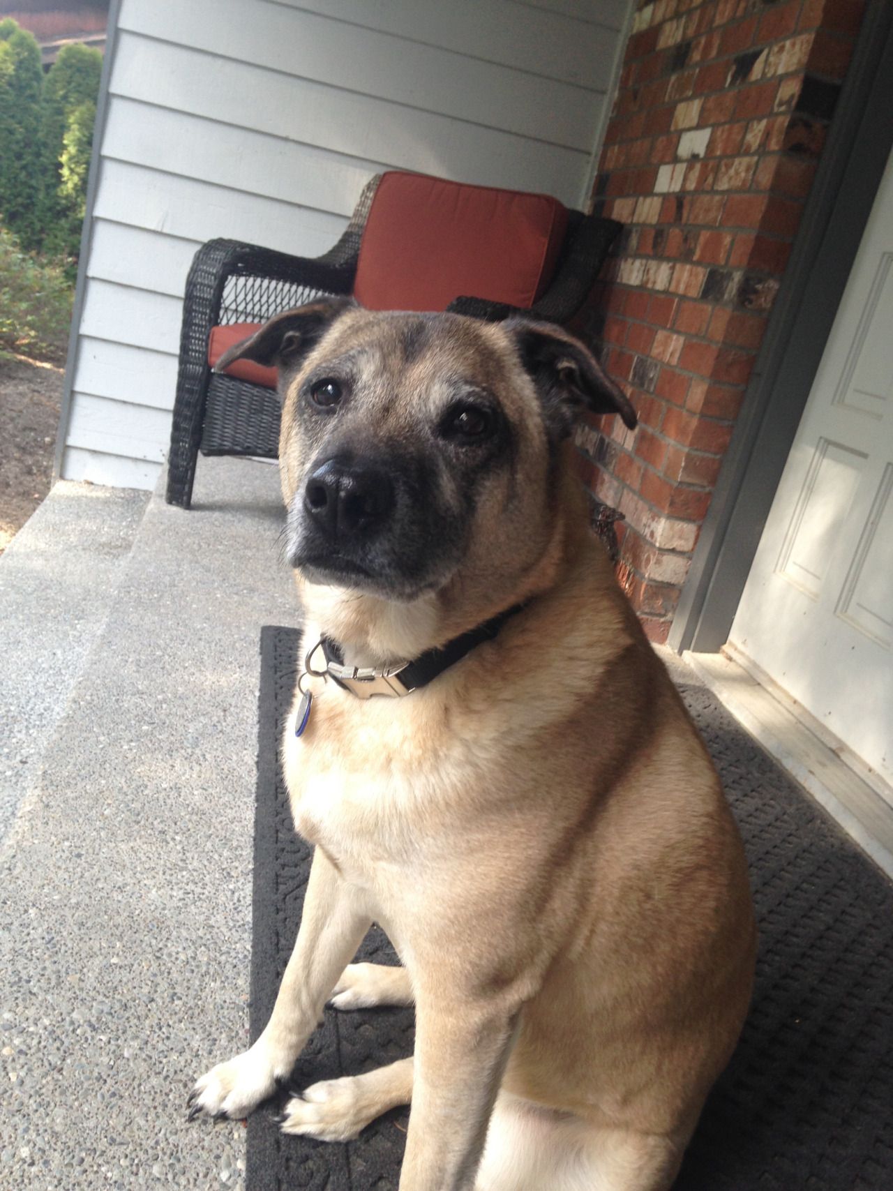 A Shug sitting on the carpet in the front door