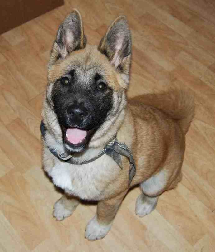 A Shug sitting on the floor while smiling