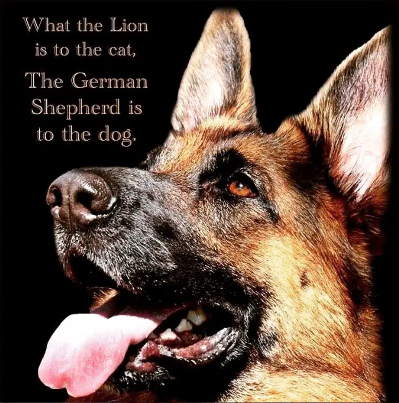 side view face of a German Shepherd with its tongue sticking out photo with a saying 