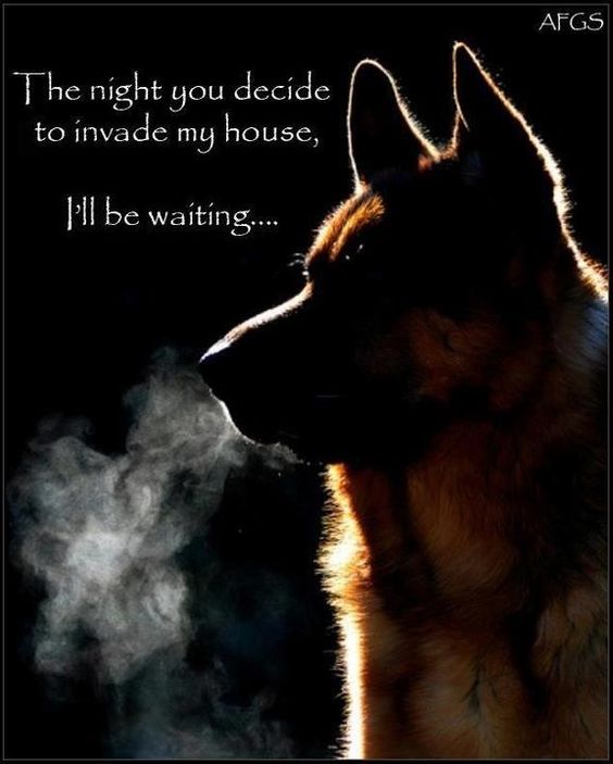 German Shepherd looking sideview while breathing cold air photo with a a quote 