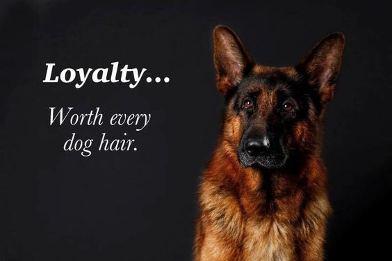 German Shepherd in a black background with quote 