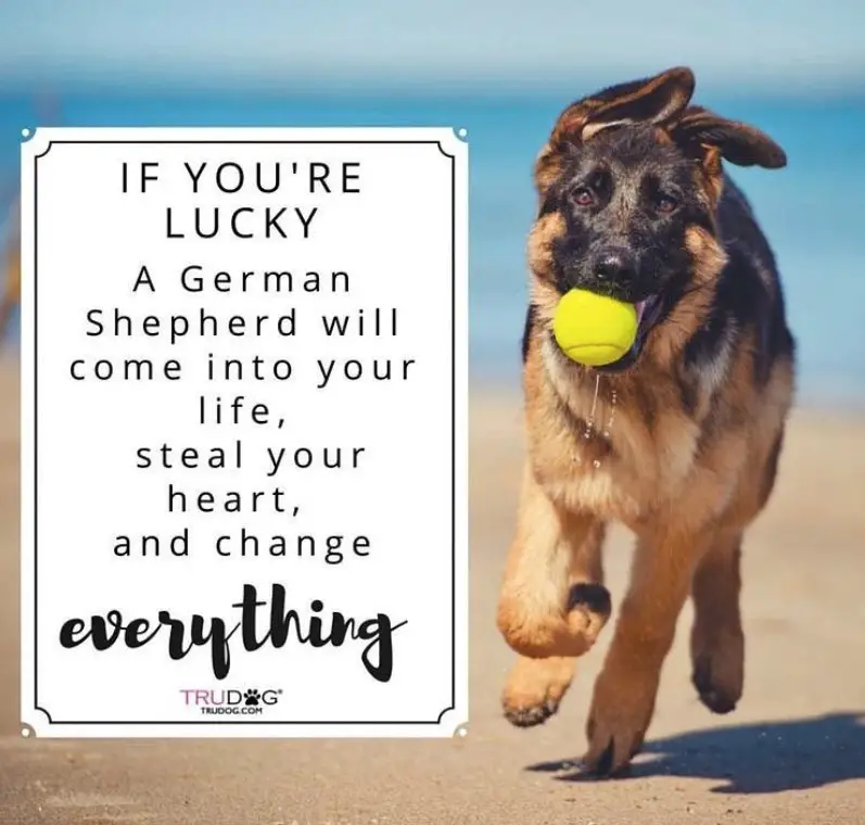 German Shepherd running at the beach with a ball in its mouth photo with a saying 