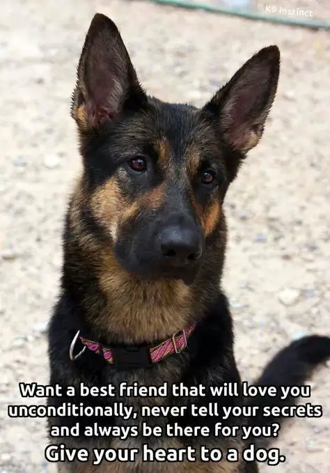German Shepherd sitting on the ground photo with a saying 