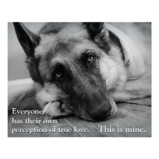 black and white photo of a German Shepherd lying down on the floor with a quote 