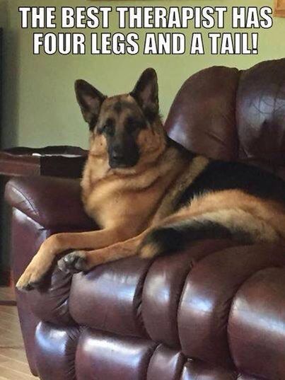 German Shepherd lying down on the sofa while staring photo with a text 