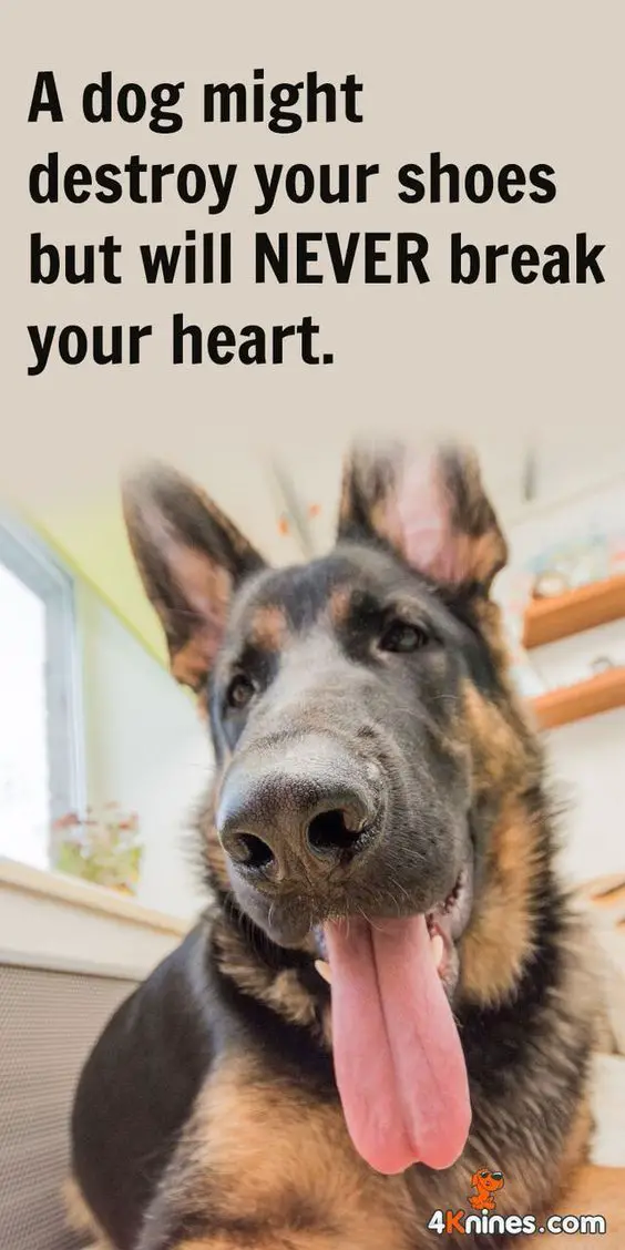 German Shepherd lying on the floor while sticking its tongue out photo with a saying 