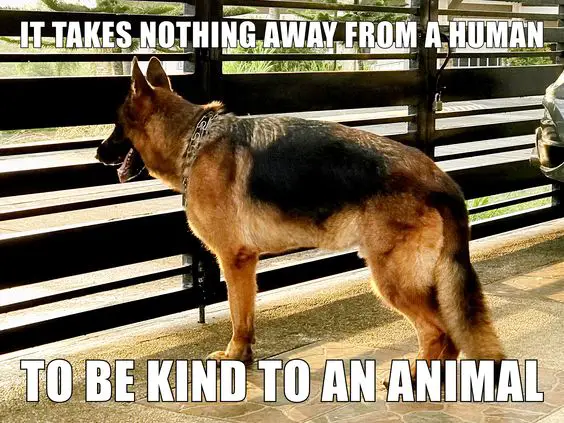 German Shepherd looking through the gate photo with a a saying 