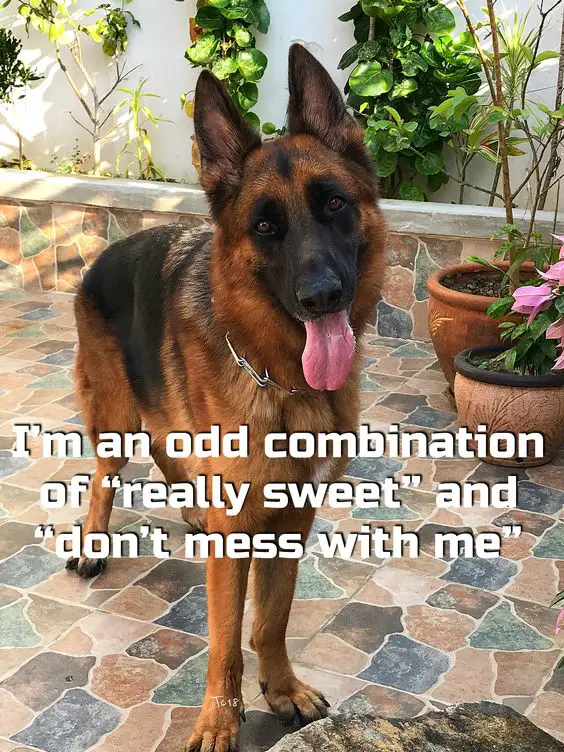 German Shepherd with its tongue sticking out while standing on the tile floor with plants in pot and on the edge photo with quote 
