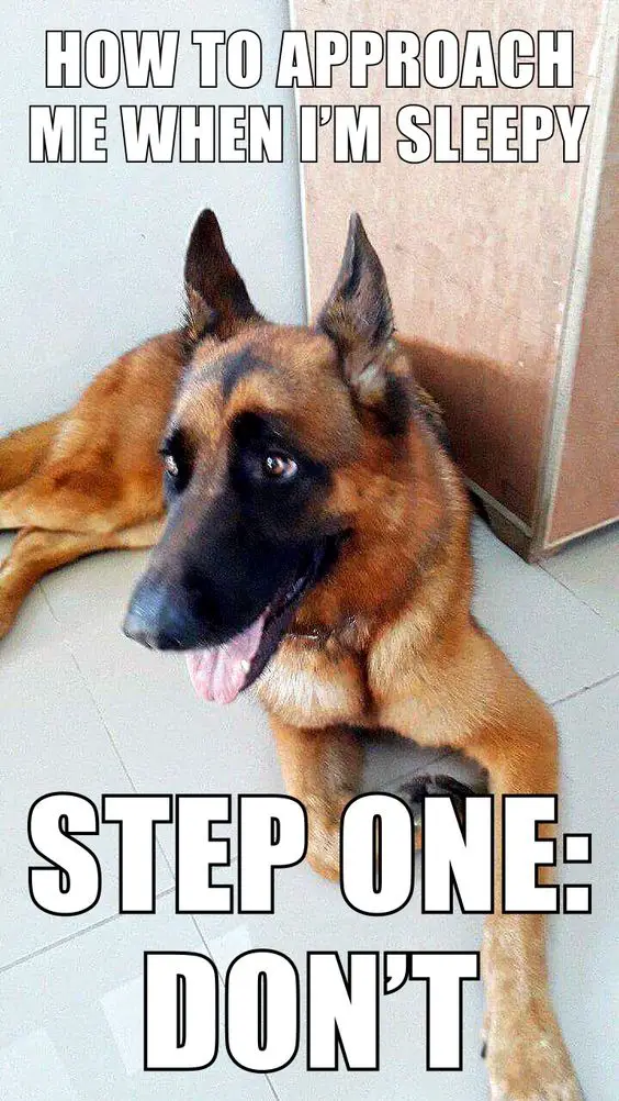German Shepherd lying on the floor while smiling and looking sideways photo with a text 