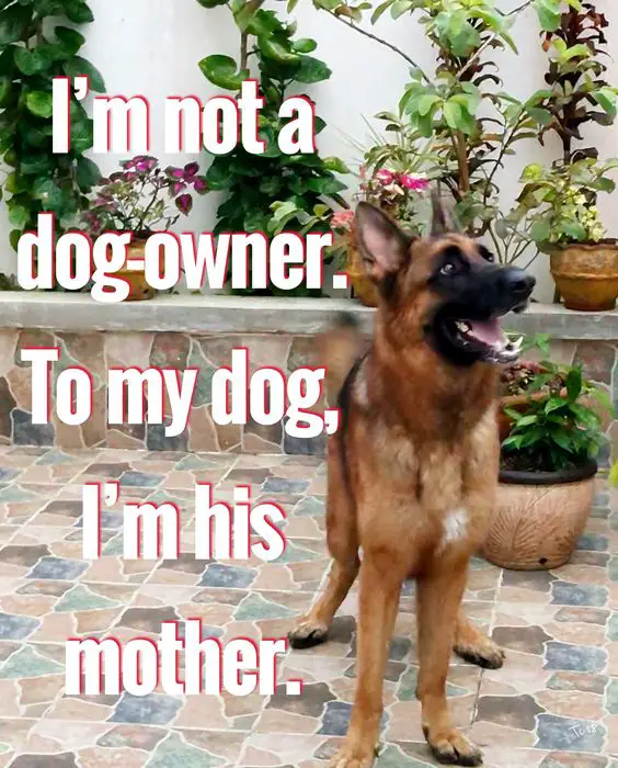 German Shepherd standing on the tiled floor while looking up and smiling photo with a text 