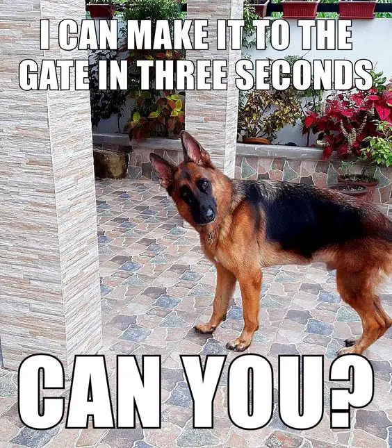German Shepherd standing on the floor outdoors while tilting its head photo with a text 