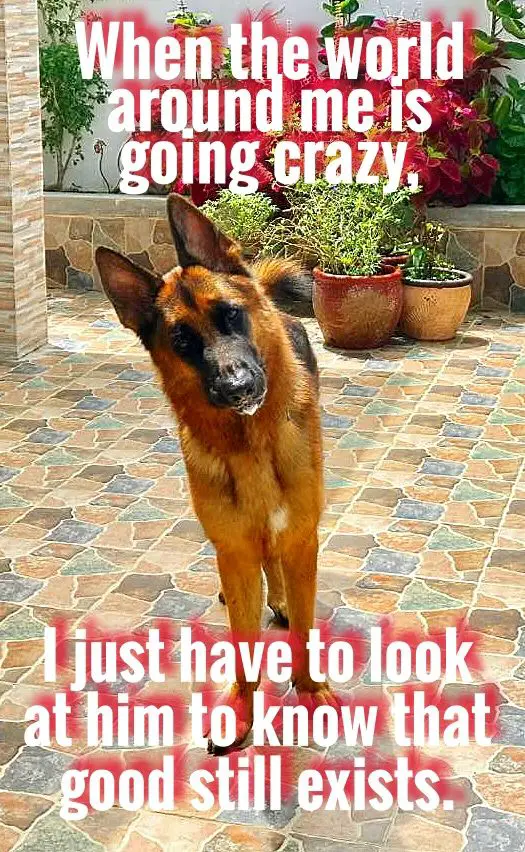 German Shepherd standing on the tiled floor while tilting its head photo with a text 