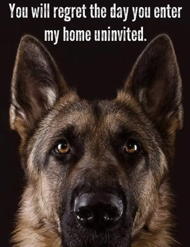face of a German Shepherd in a black background photo with a quote on top 