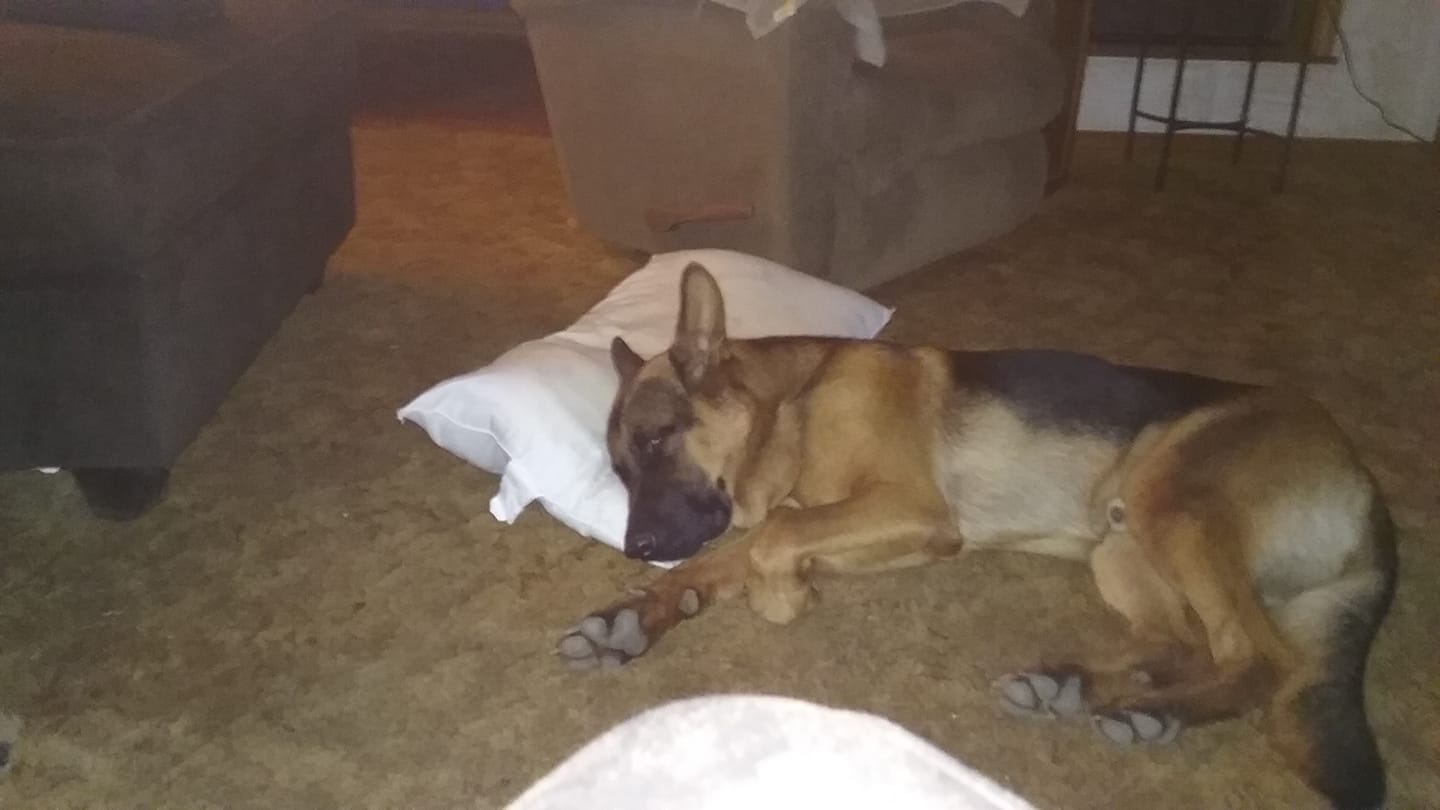 German Shepherd Dog lying on the floor sleeping with its head on the white pillow
