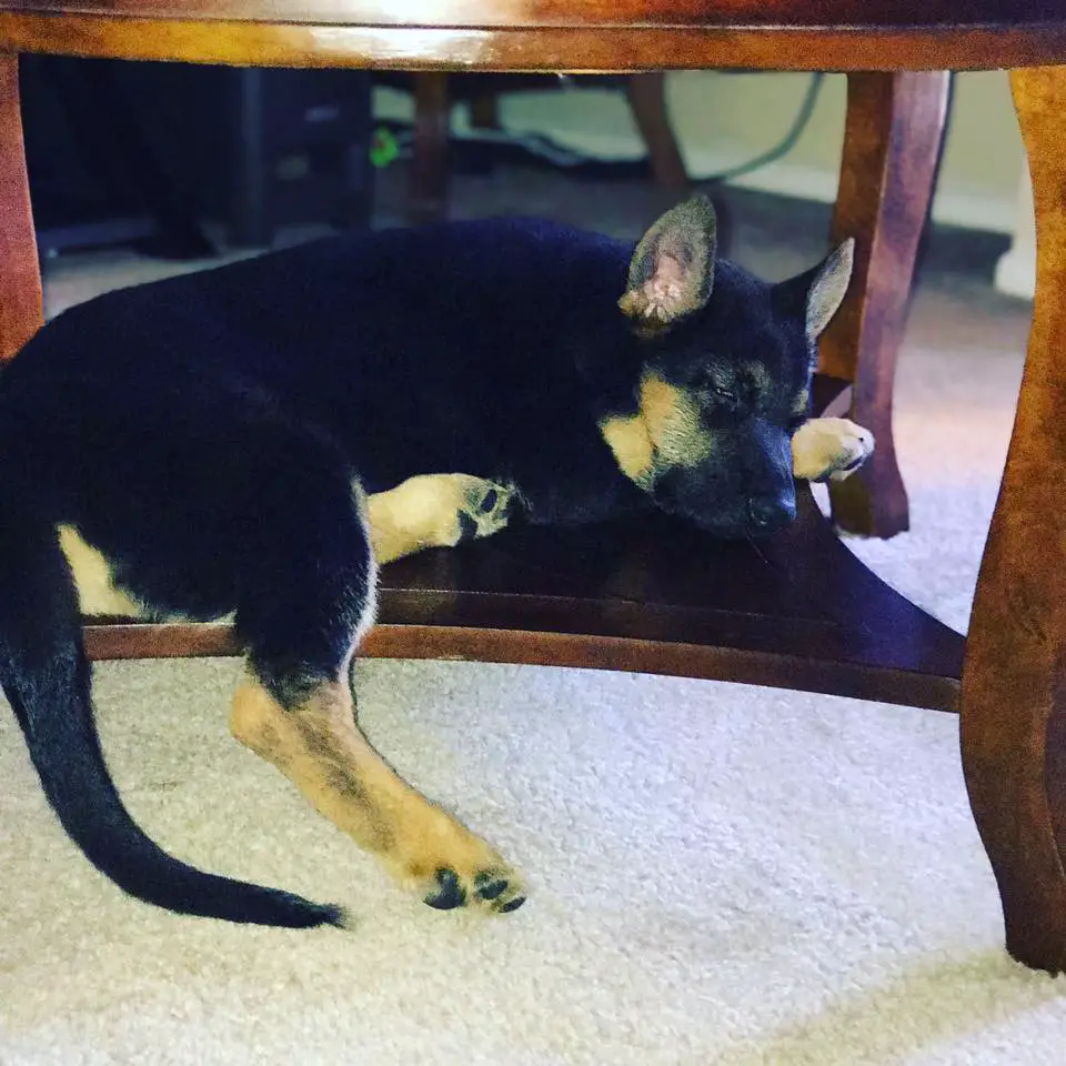 German Shepherd puppy sleeping under the coffee table