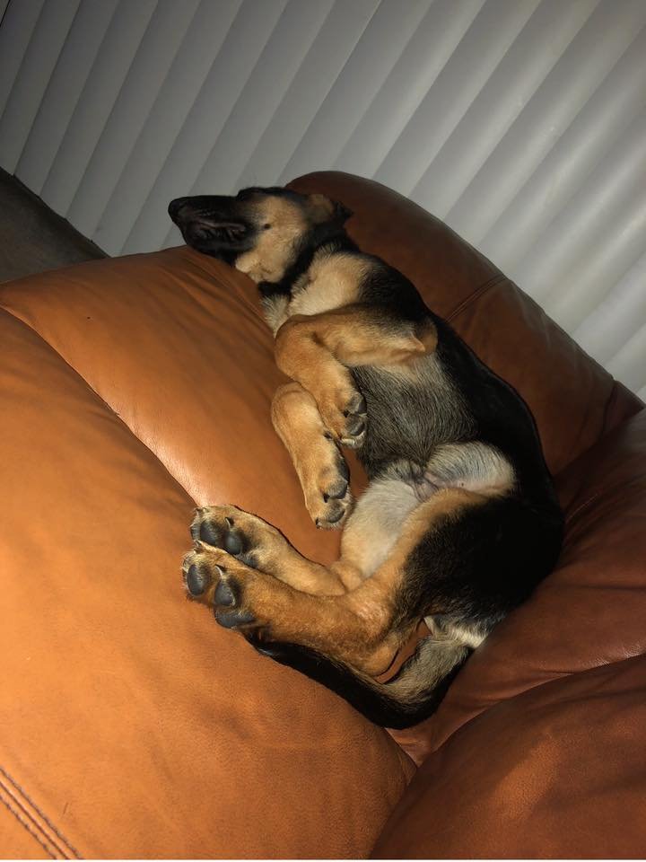 German Shepherd Dog sleeping soundly on top of the couch