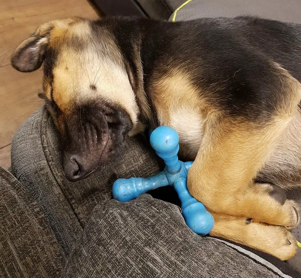 30 German Shepherds Sleeping In Totally Ridiculous Positions | Page 4