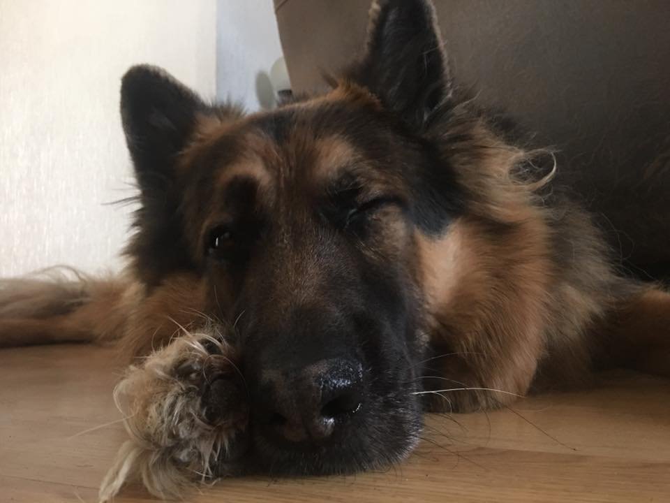 German Shepherd Dog lying on the floor while winking
