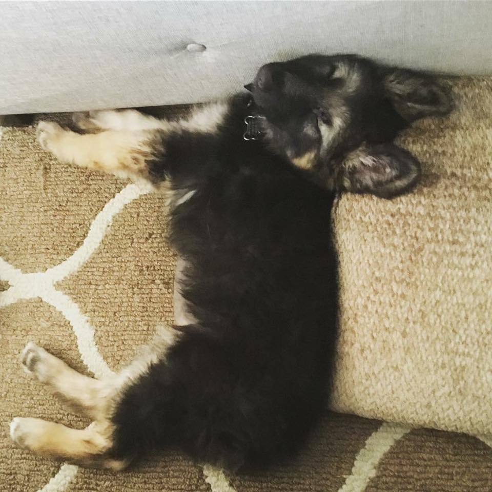 German Shepherd puppy sleeping soundly on the floor