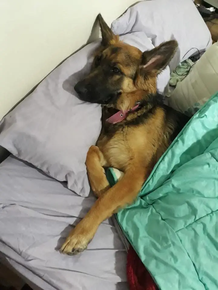 German Shepherd Dog snuggled in bed