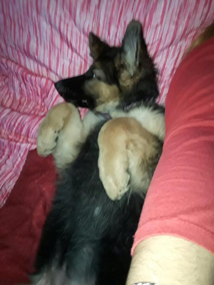 German Shepherd puppy sleeping beside its owner