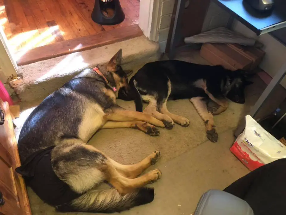 German Shepherd Dog sleeping on the floor with its face in front of the butt of a German Shepherd puppy