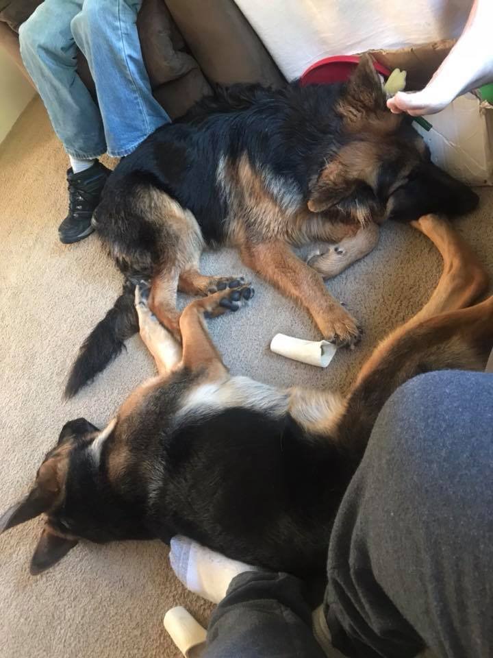 German Shepherd Dog sleeping in opposite direction on the floor