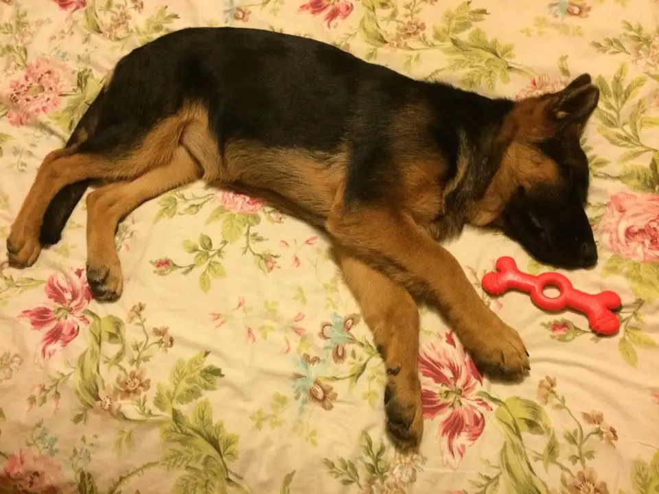 German Shepherd puppy sleeping on the bed with its toy