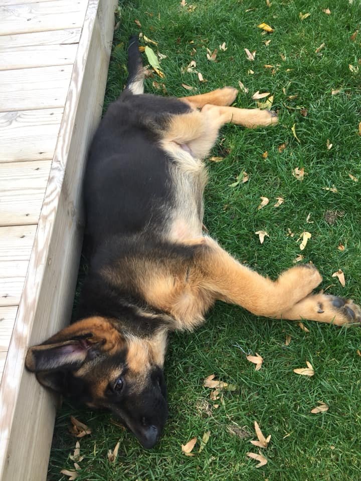 German Shepherd puppy lying on the grass