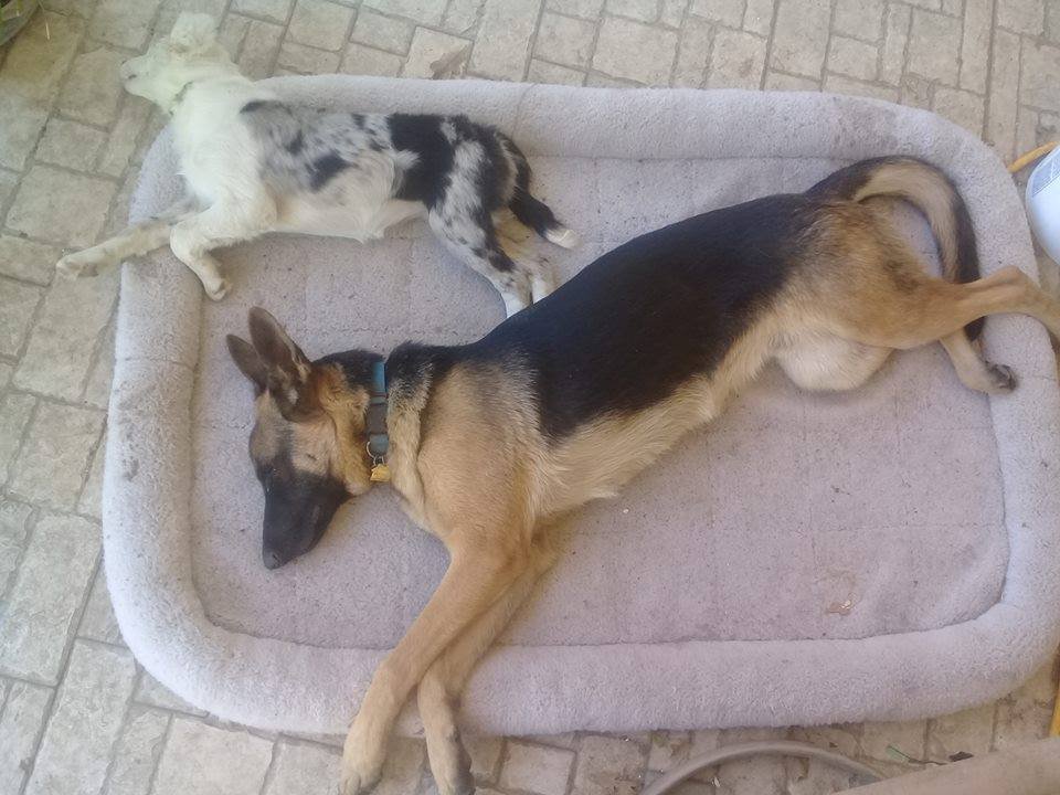 German Shepherd Dog sleeping on the beside with another dog
